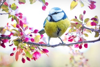 spring-bird-2295434_640.jpg